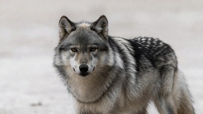 Gray wolf standing in snow