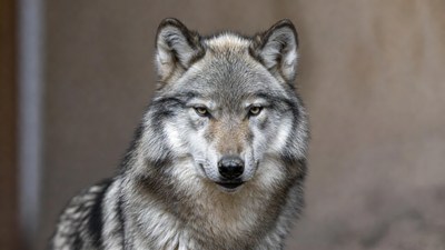 Gray wolf close-up portrait