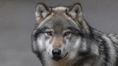 Gray wolf close-up portrait