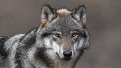 Gray Wolf Close-Up Portrait