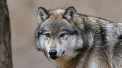 Gray wolf close-up portrait
