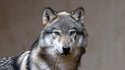 Gray wolf close-up portrait