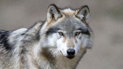 Gray wolf close-up portrait