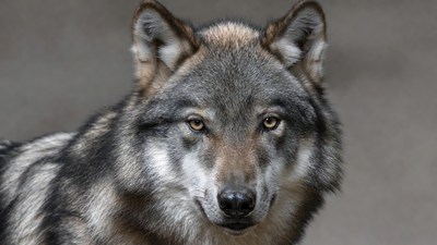 Gray wolf close-up portrait