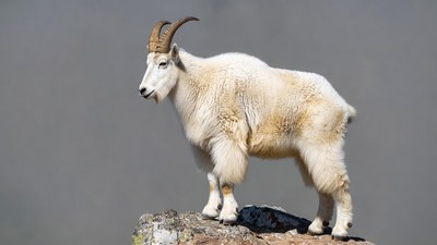 Mountain Goat Standing on Rock