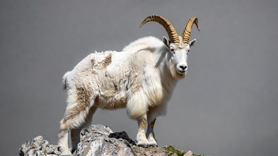 Dall Sheep on Rocky Mountain