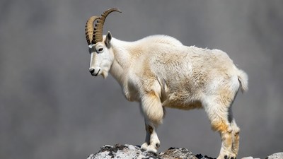 Dall Sheep Standing on Rock