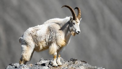 Dall sheep standing on rocky mountain