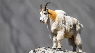 Mountain Goat on Rocky Cliff