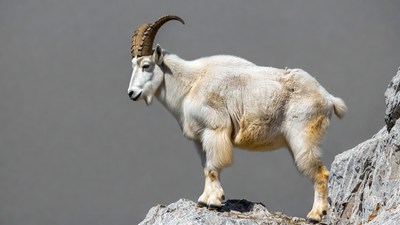 White mountain goat on rocky cliff
