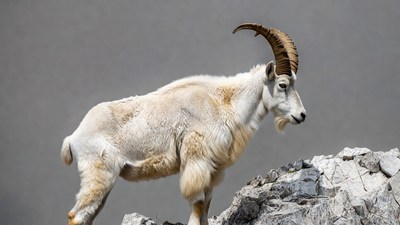 White mountain goat on rocks