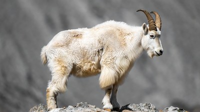 Mountain Goat Standing on Rocky Cliff