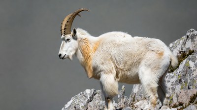 Mountain Goat on Rocky Cliff