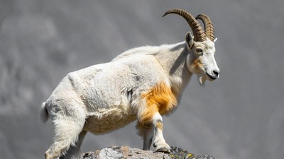 Mountain Goat on Rocky Cliff