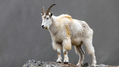 Mountain Goat on Rocky Cliff