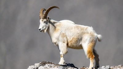 White Ibex standing on rocky cliff