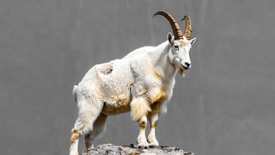 White mountain goat on rock