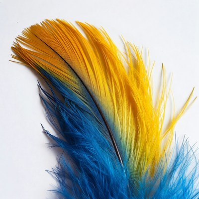 Colorful Macaw Feather on White