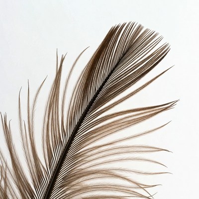 Brown feather on white background