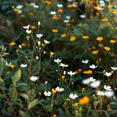 White and yellow wildflowers in green foliage