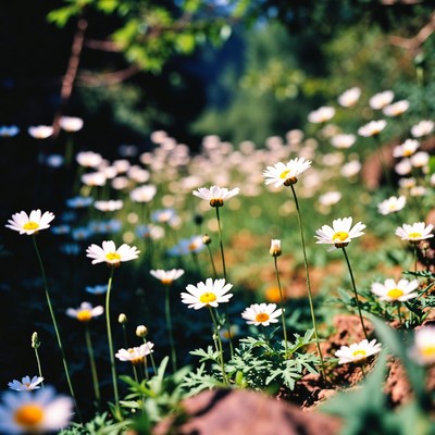 Daisies in green meadow