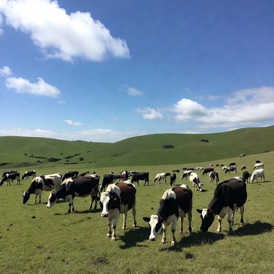 Herd of cows grazing green hills