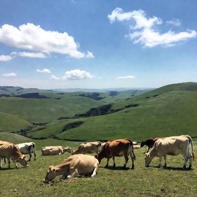 Cows grazing green rolling hills