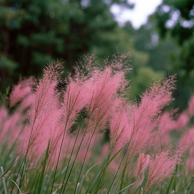 Pink Fountain Grass Field