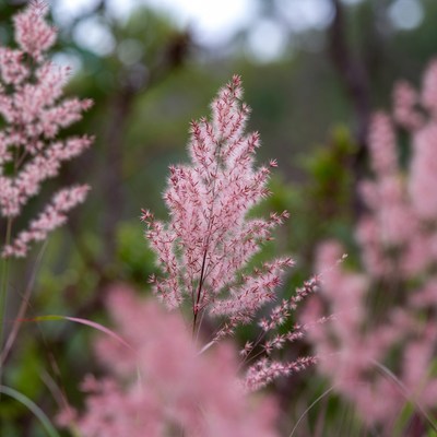 Pink Fountain Grass in Forest