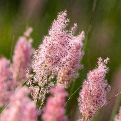 Pink Pampas Grass in Field
