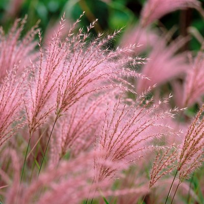 Pink Fountain Grass Field