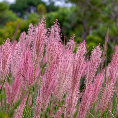 Pink Fountain Grass Field