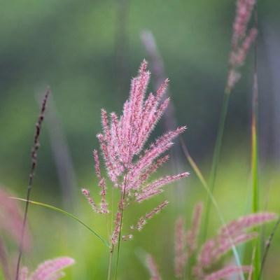 Pink Fountain Grass in Field