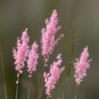 Pink Fountain Grass Cluster