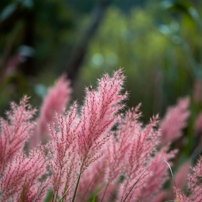 Pink Fountain Grass Cluster