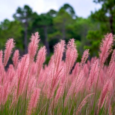 Pink Fountain Grass Field