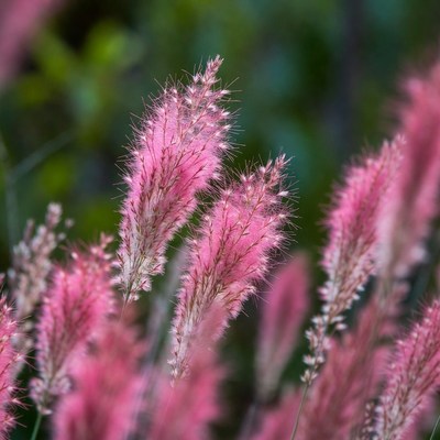 Pink Fountain Grass Closeup