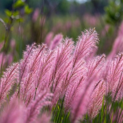 Pink Fountain Grass Field