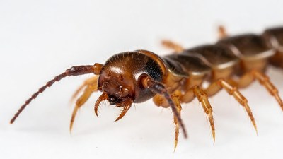 Closeup of centipede on white background