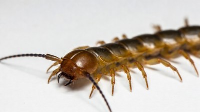Closeup of centipede on white background