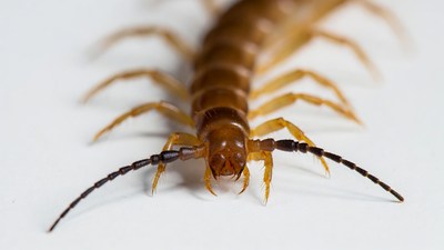 Closeup of brown centipede