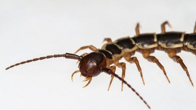 Centipede on white background