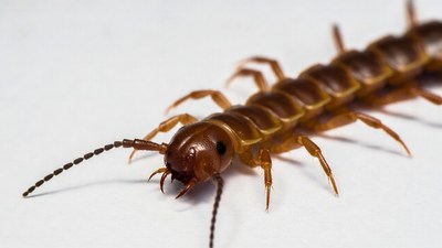 Closeup of reddish centipede