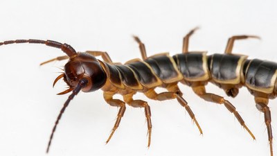 Closeup of Centipede on White Background