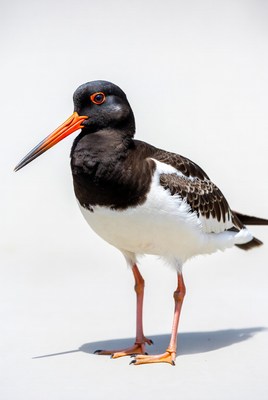 Black-winged Stilt standing on white background