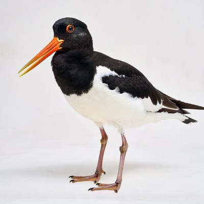 Black-winged Stilt Bird Standing