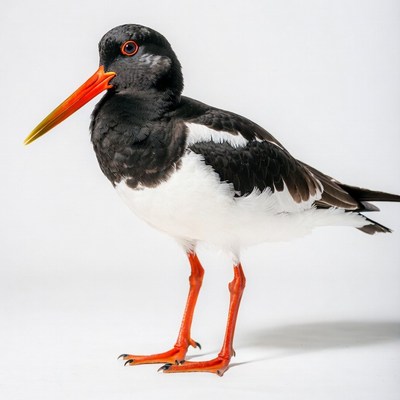 Black-winged Stilt standing on white background
