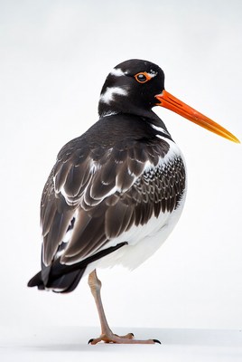 Black-necked Stilt standing on white background