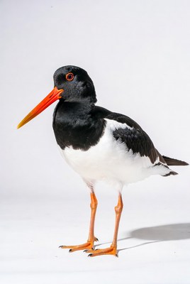Black-winged Stilt on white background