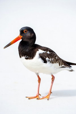 Black-winged Stilt on white background